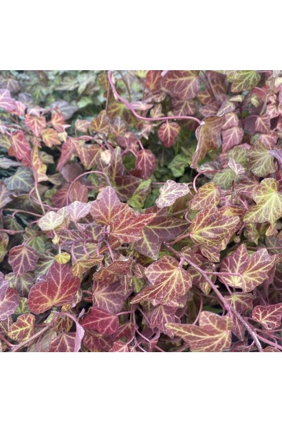 Фіолетове забарвлення плюща Грін Ріпл взимку